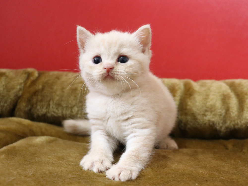 スコティッシュフォールドの子猫画像