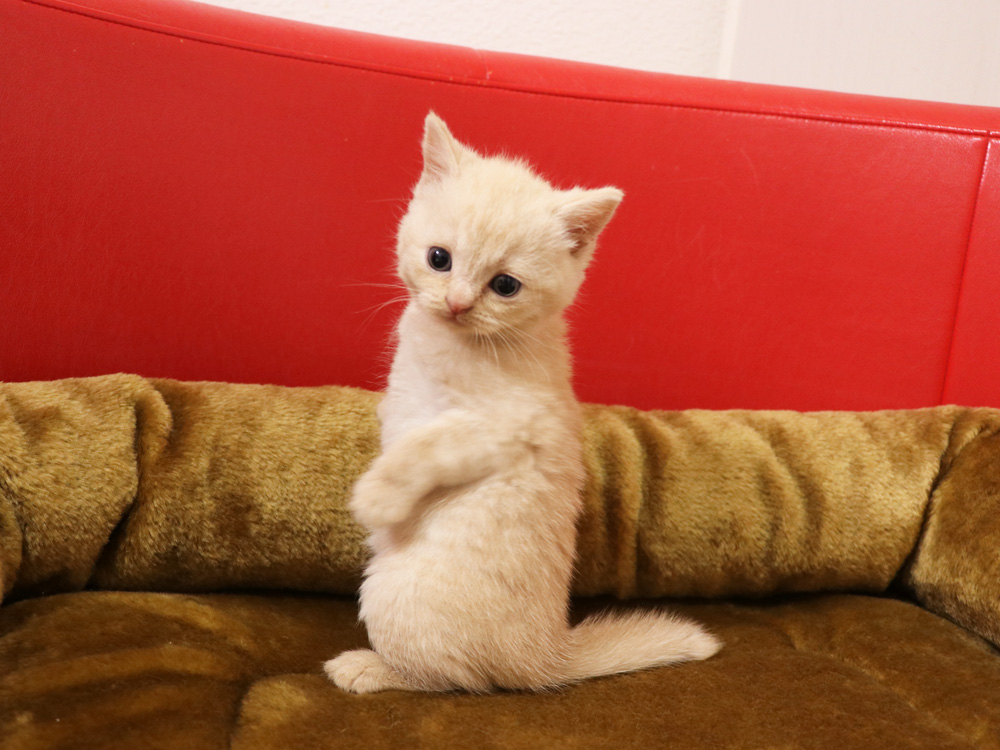 スコティッシュフォールドの子猫画像