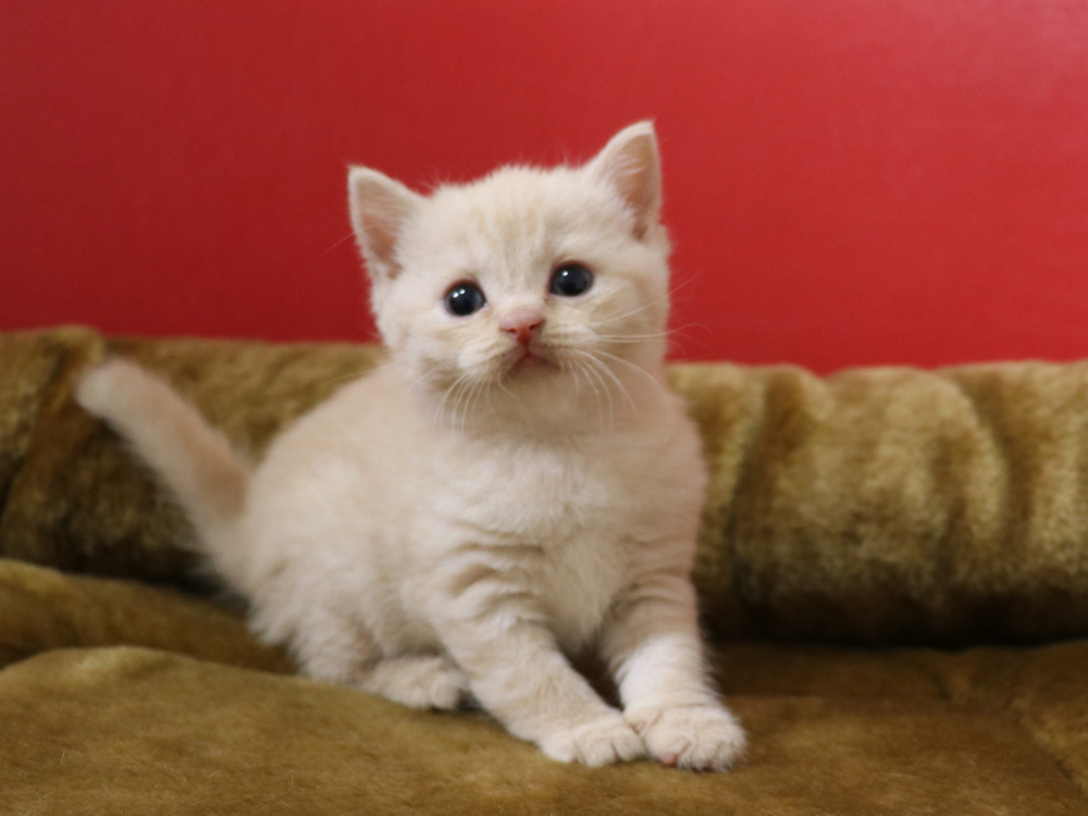 スコティッシュフォールドの子猫画像