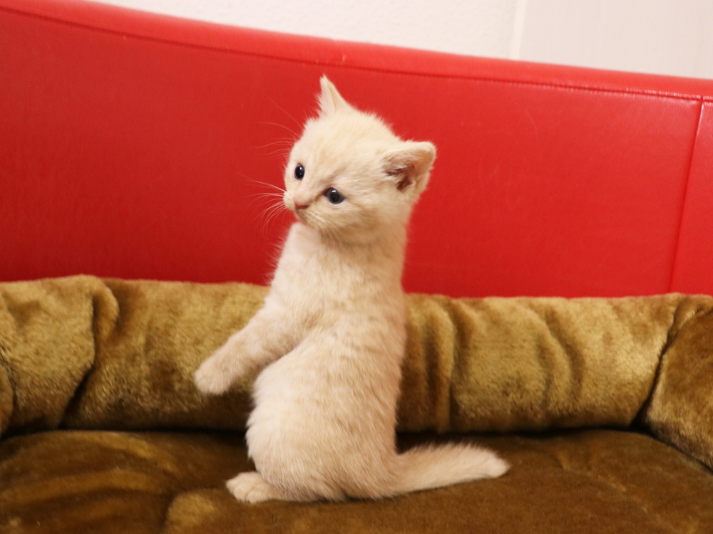 スコティッシュフォールドの子猫画像