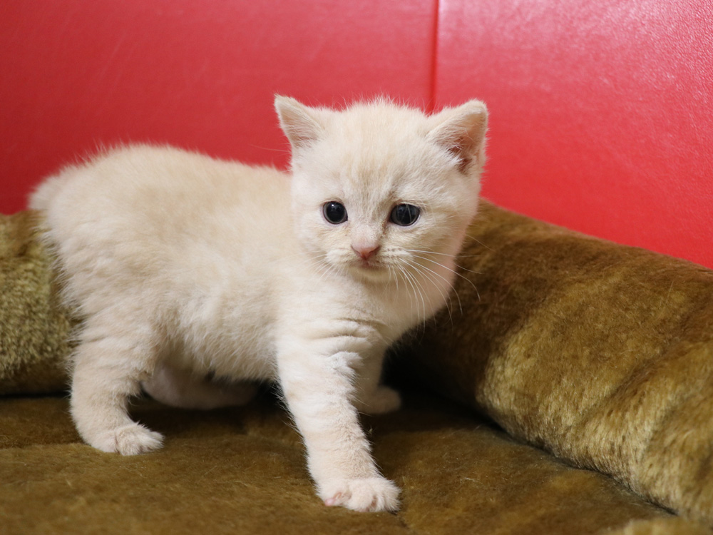 スコティッシュフォールドの子猫画像