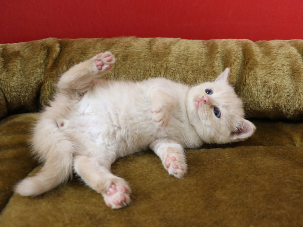スコティッシュフォールドの子猫画像