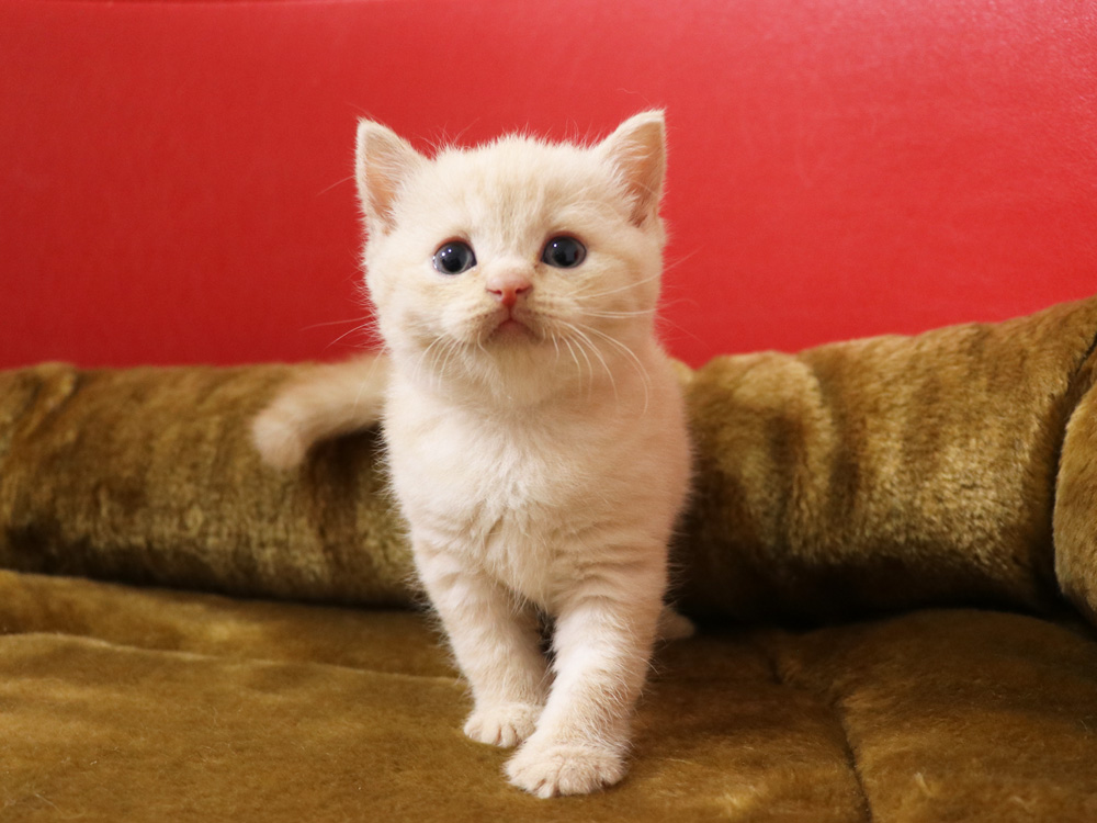 スコティッシュフォールドの子猫画像