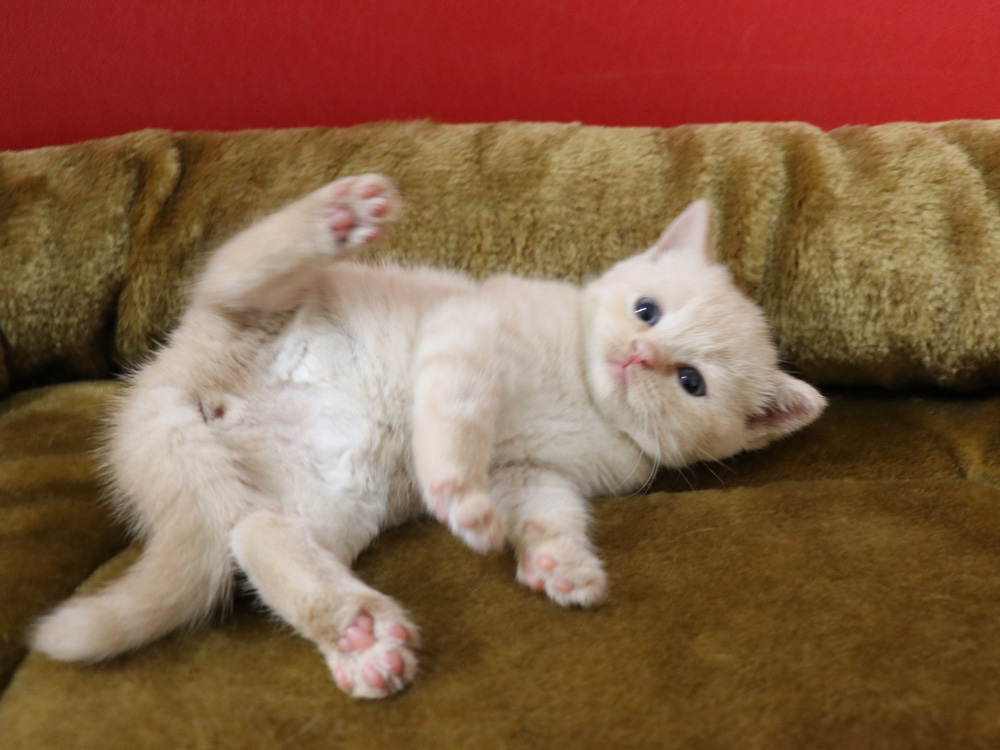 スコティッシュフォールドの子猫画像