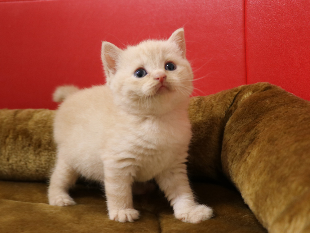 スコティッシュフォールドの子猫画像