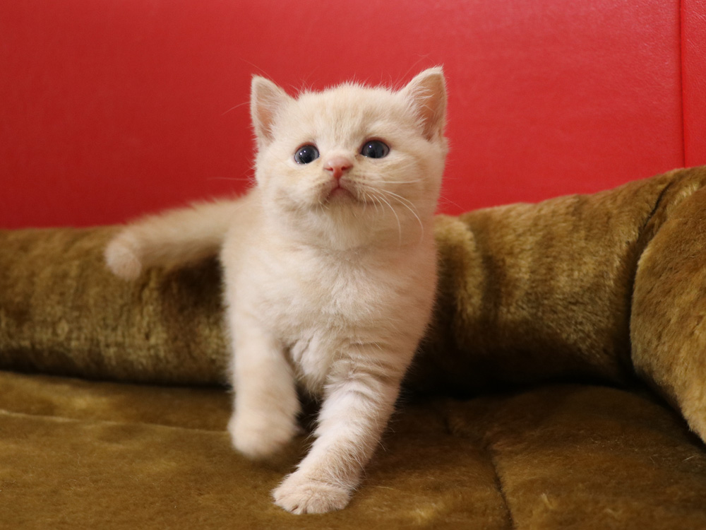 スコティッシュフォールドの子猫画像
