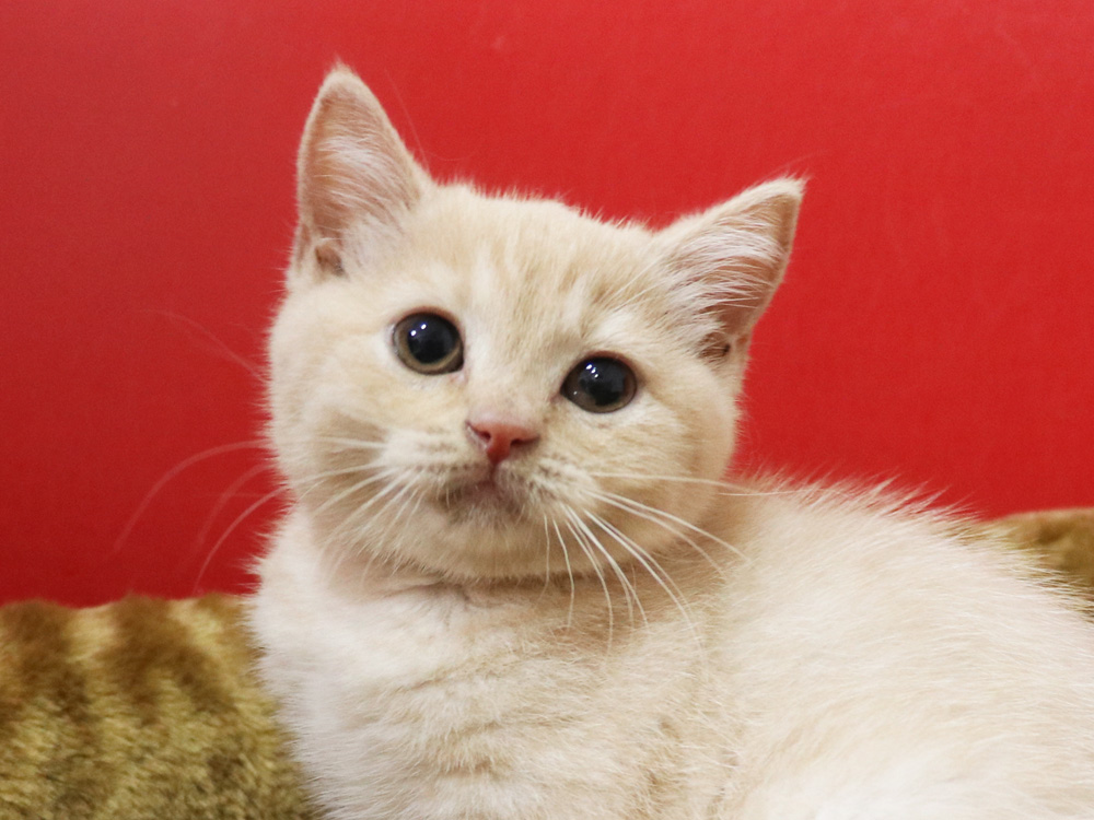 スコティッシュフォールドの子猫画像