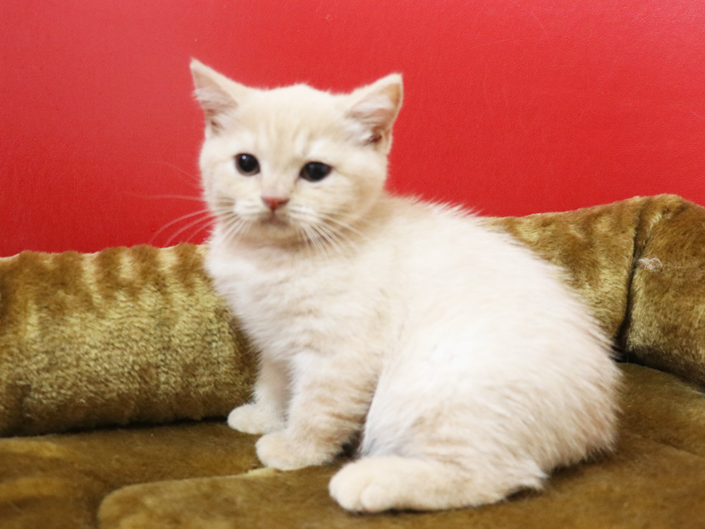 スコティッシュフォールドの子猫画像