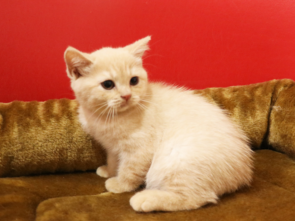 スコティッシュフォールドの子猫画像