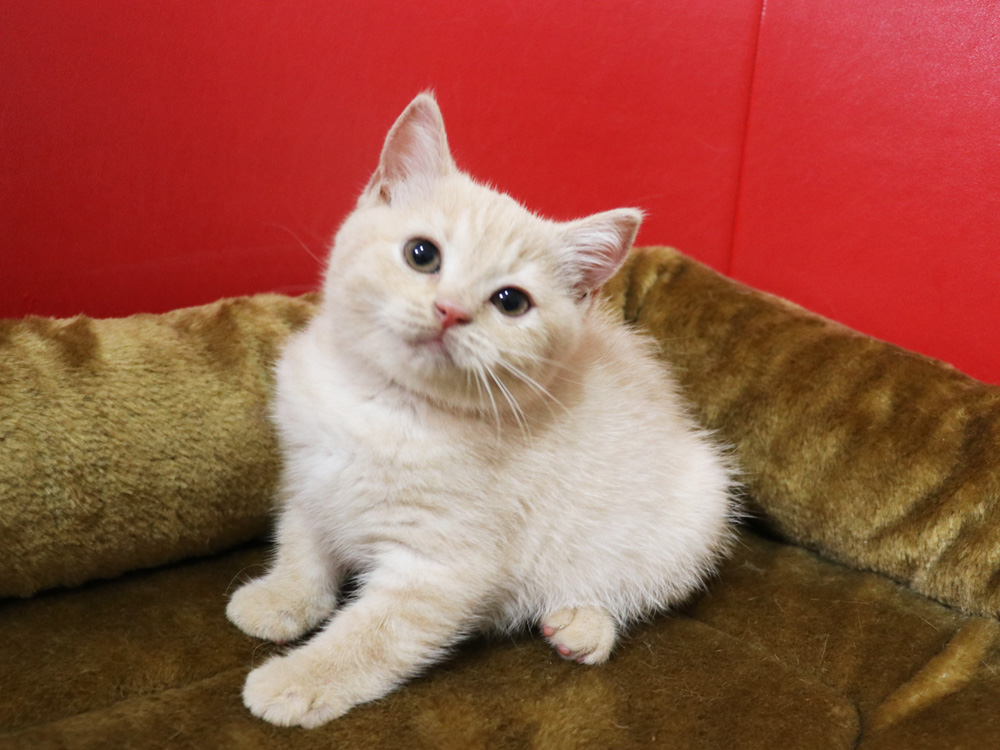 スコティッシュフォールドの子猫画像