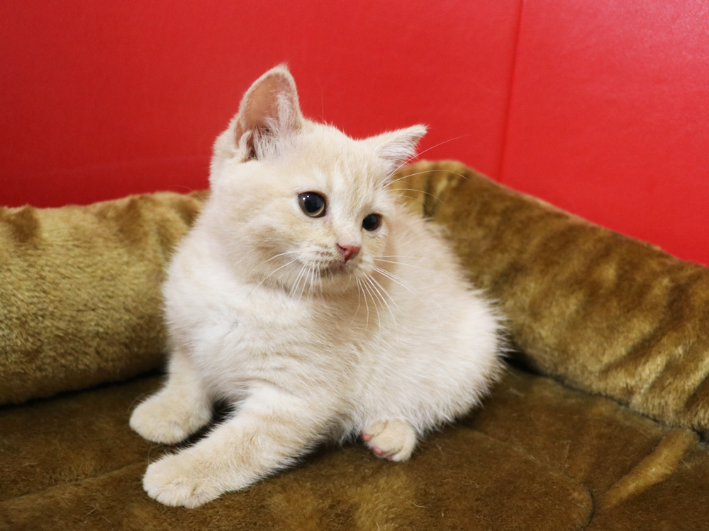 スコティッシュフォールドの子猫画像