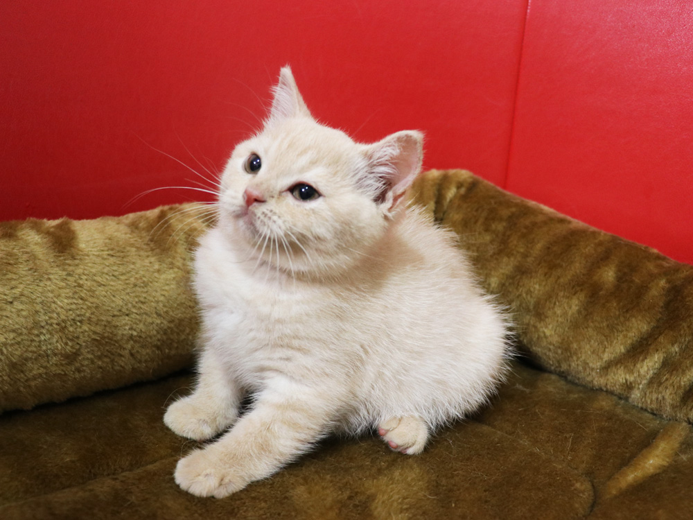 スコティッシュフォールドの子猫画像
