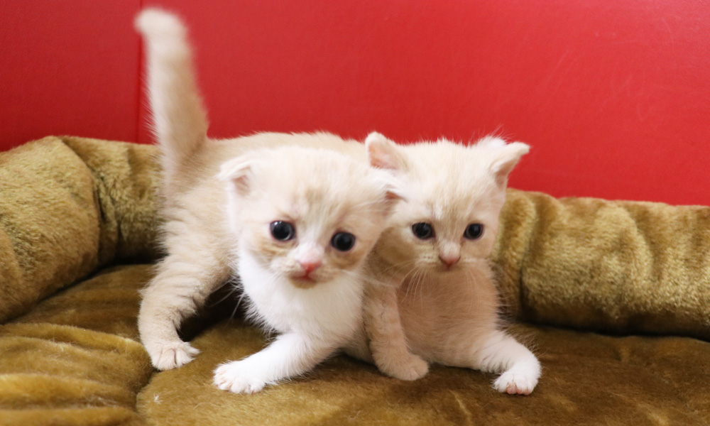 スコティッシュフォールドの子猫画像