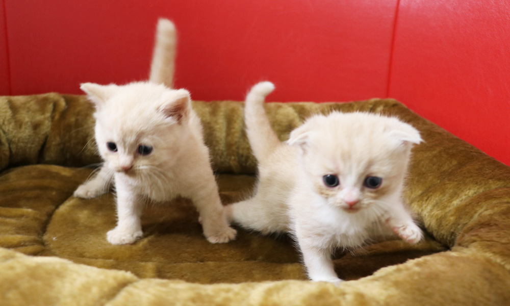 スコティッシュフォールドの子猫画像