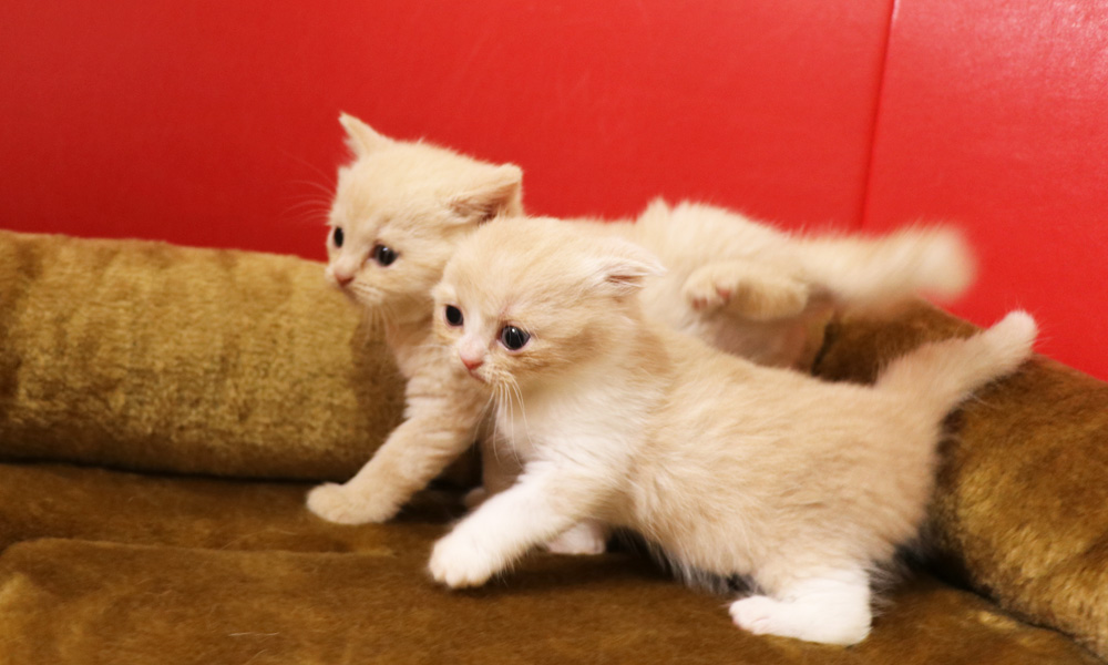 スコティッシュフォールドの子猫画像