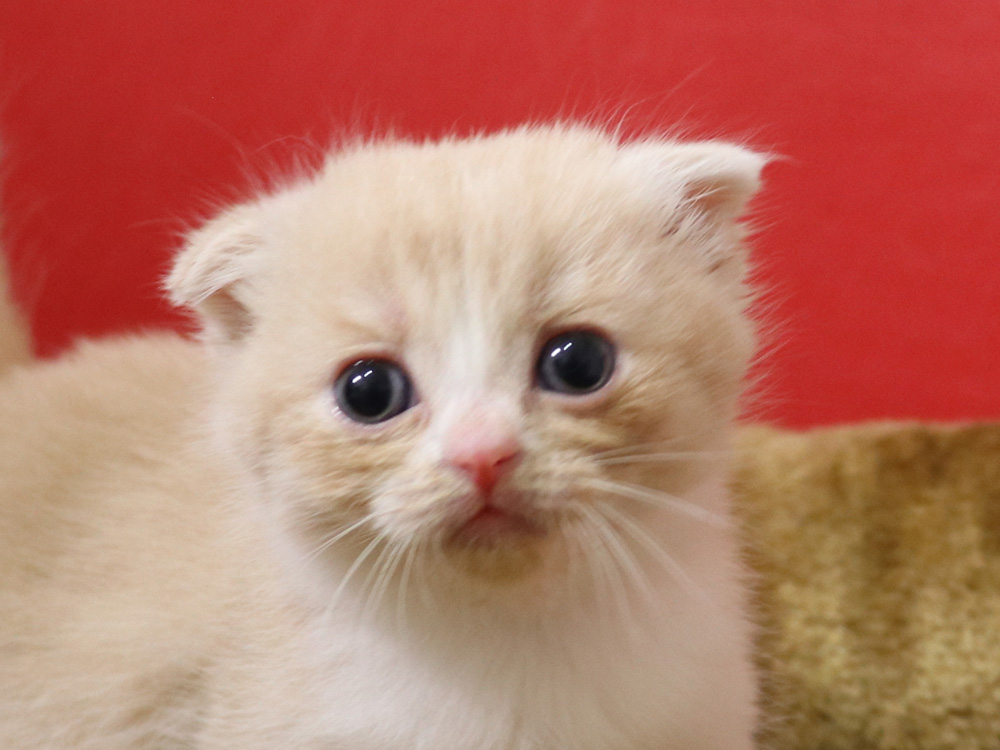 スコティッシュフォールドの子猫画像