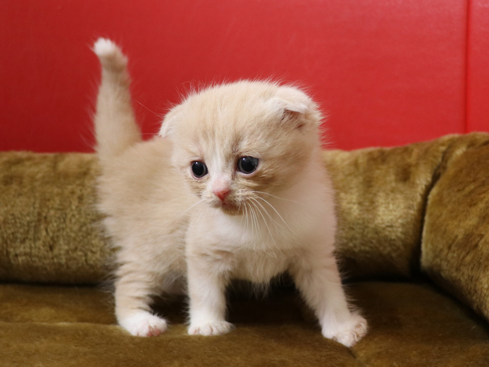 スコティッシュフォールドの子猫画像
