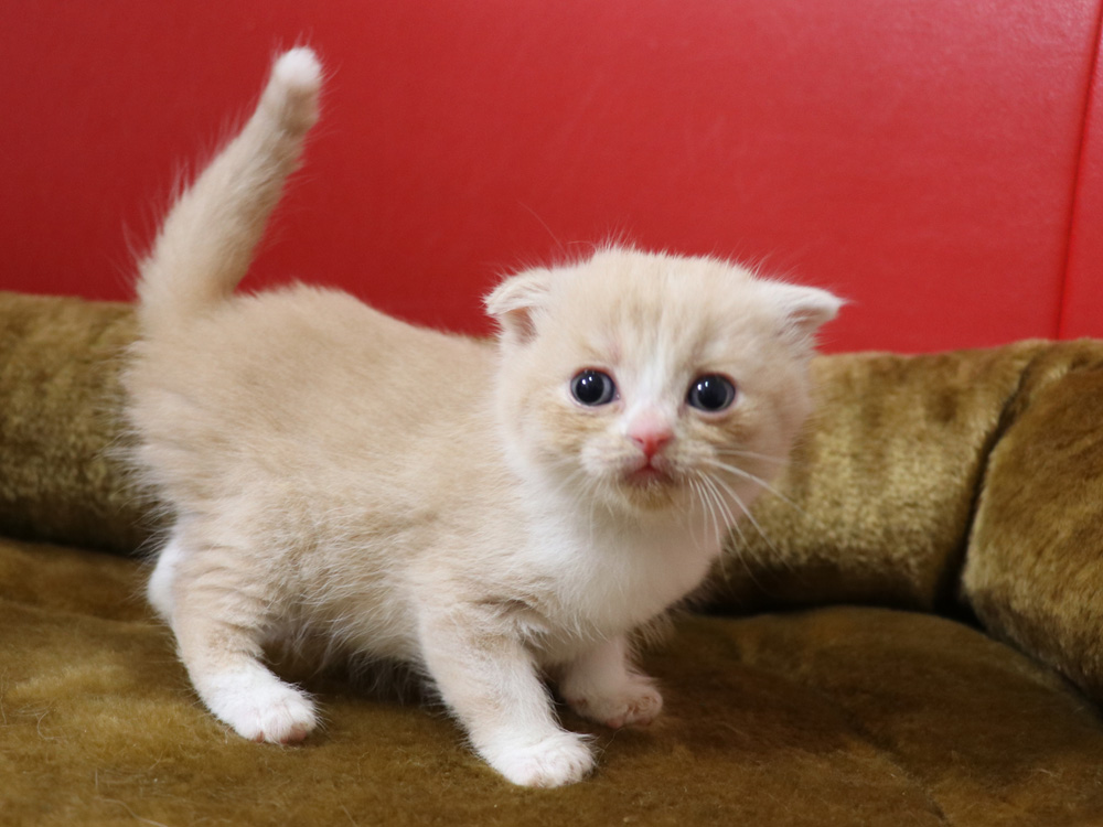 スコティッシュフォールドの子猫画像