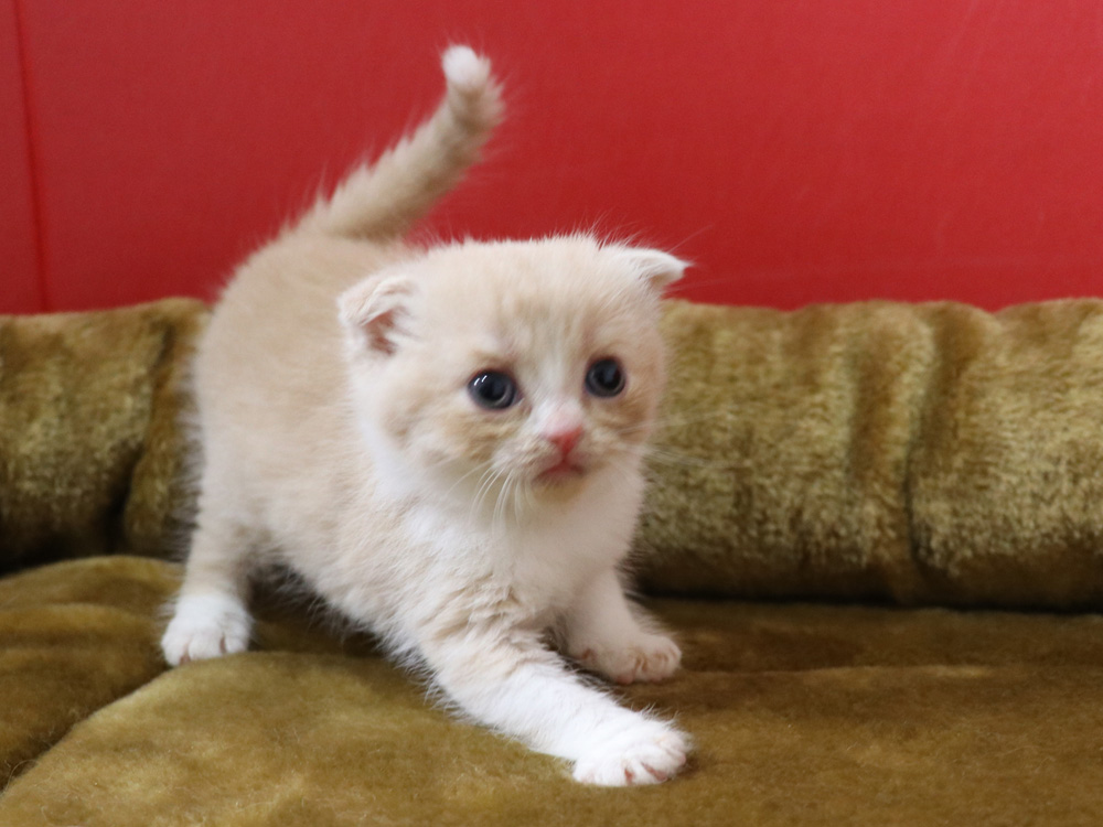 スコティッシュフォールドの子猫画像