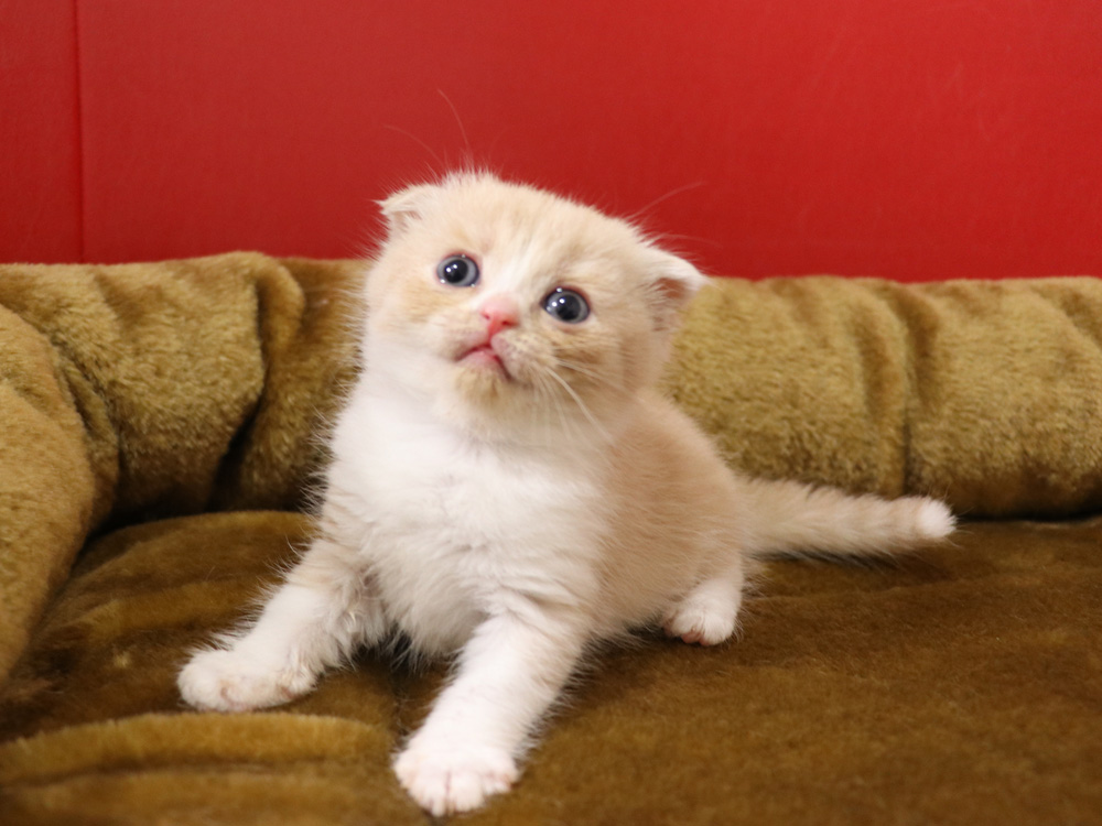スコティッシュフォールドの子猫画像