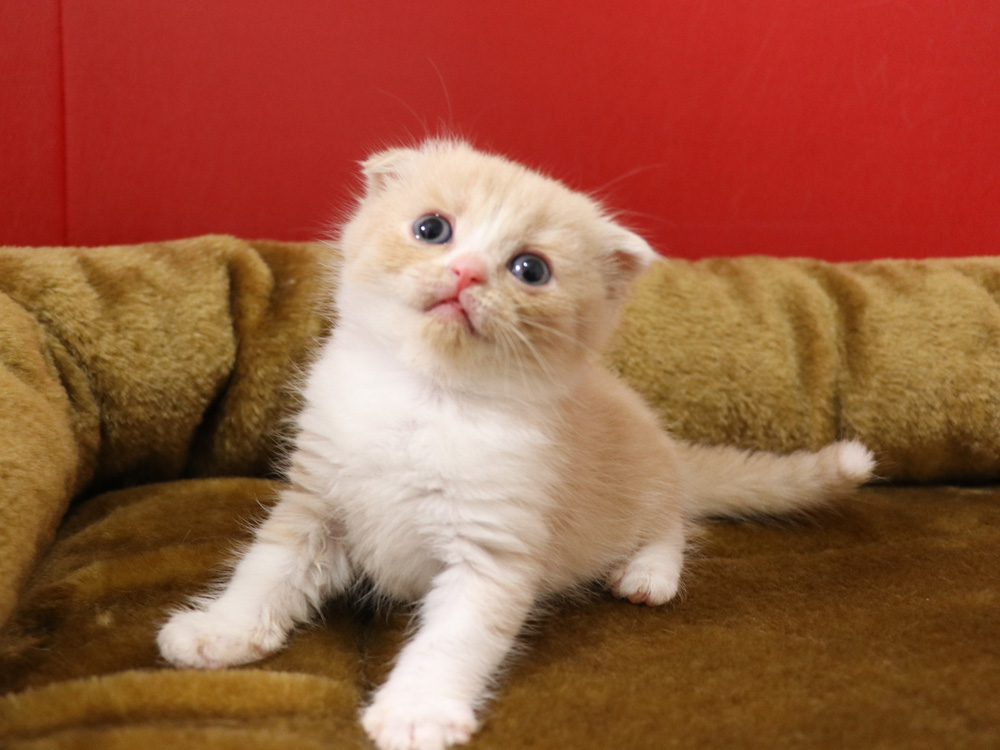 スコティッシュフォールドの子猫画像