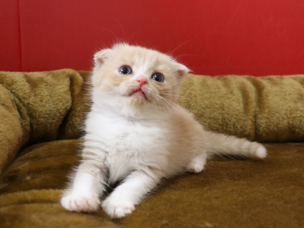スコティッシュフォールドの子猫画像