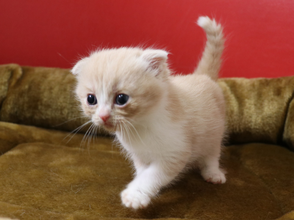 スコティッシュフォールドの子猫画像