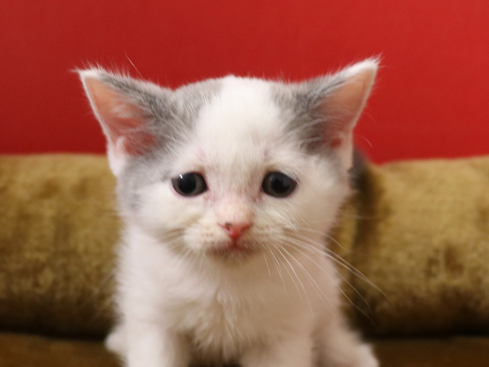スコティッシュフォールドの子猫画像