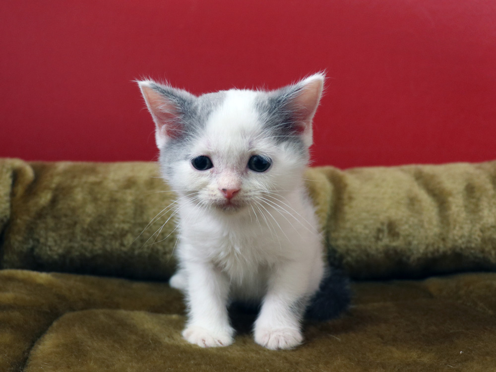 スコティッシュフォールドの子猫画像