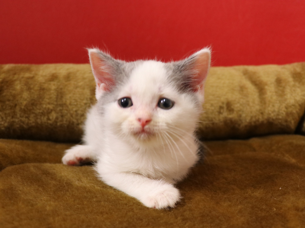 スコティッシュフォールドの子猫画像