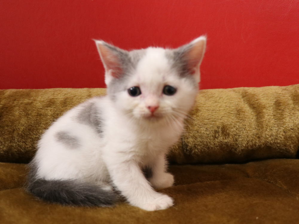 スコティッシュフォールドの子猫画像