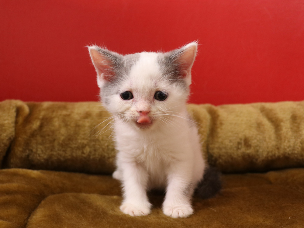 スコティッシュフォールドの子猫画像