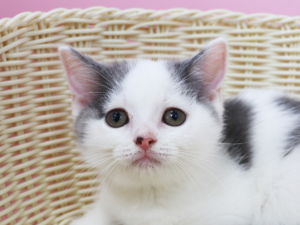スコティッシュフォールドの子猫画像