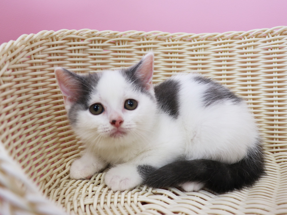 スコティッシュフォールドの子猫画像