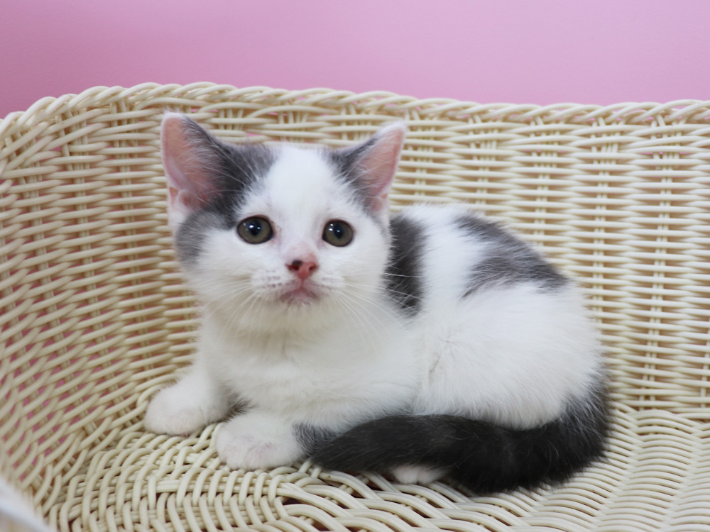 スコティッシュフォールドの子猫画像