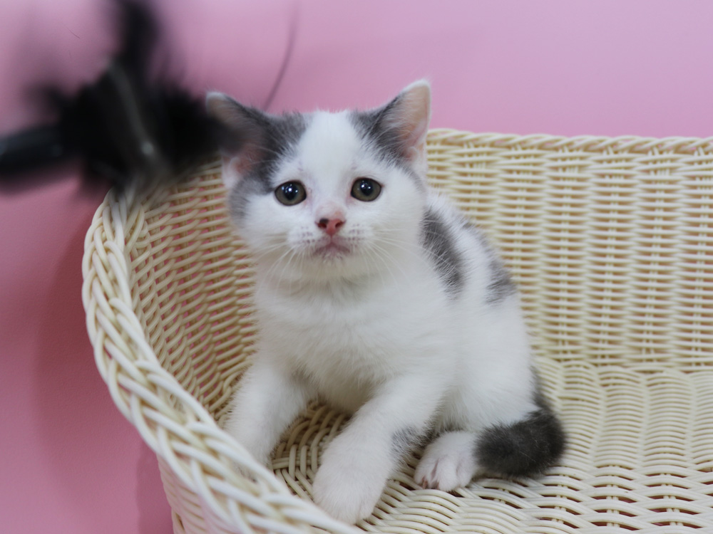 スコティッシュフォールドの子猫画像