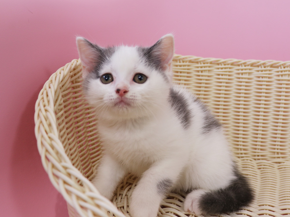 スコティッシュフォールドの子猫画像