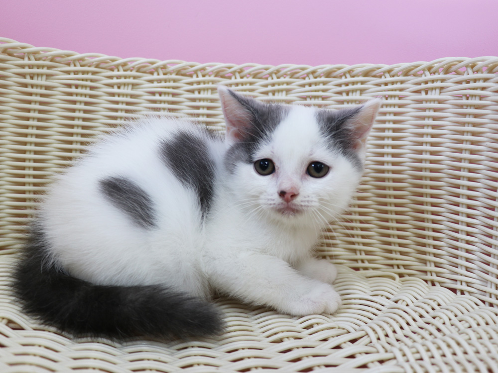スコティッシュフォールドの子猫画像