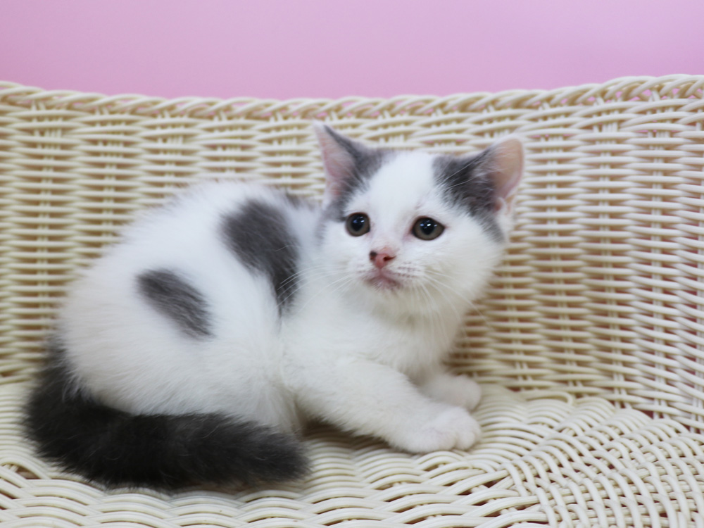 スコティッシュフォールドの子猫画像