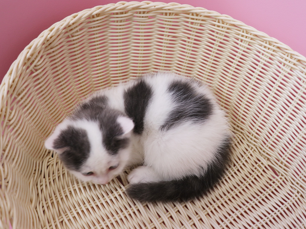 スコティッシュフォールドの子猫画像