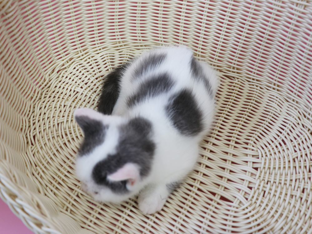 スコティッシュフォールドの子猫画像