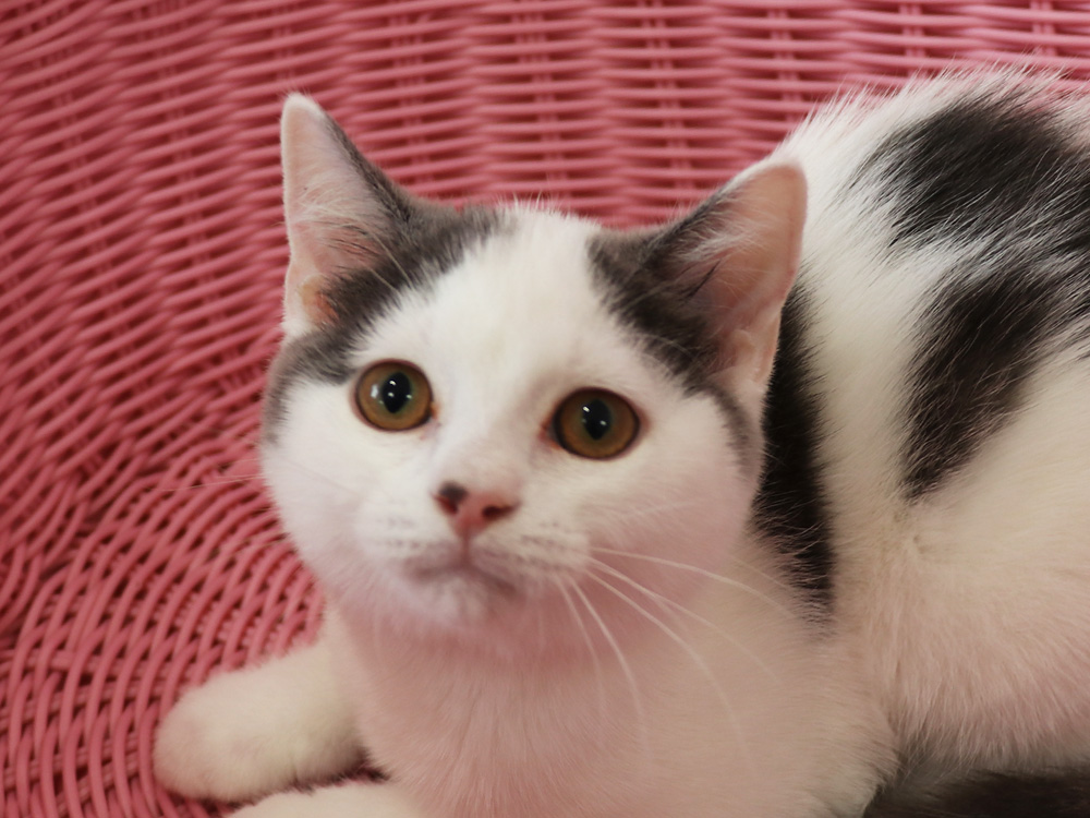 スコティッシュフォールドの子猫画像