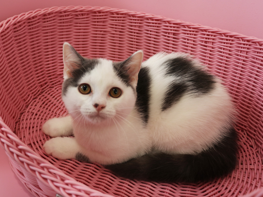 スコティッシュフォールドの子猫画像