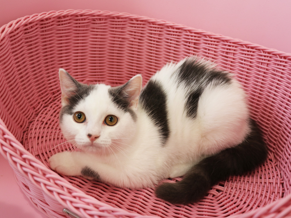 スコティッシュフォールドの子猫画像