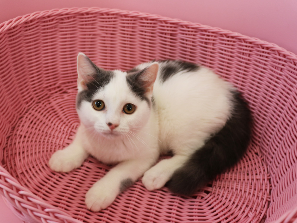 スコティッシュフォールドの子猫画像