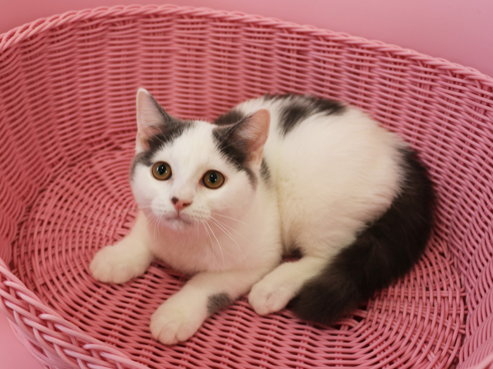スコティッシュフォールドの子猫画像