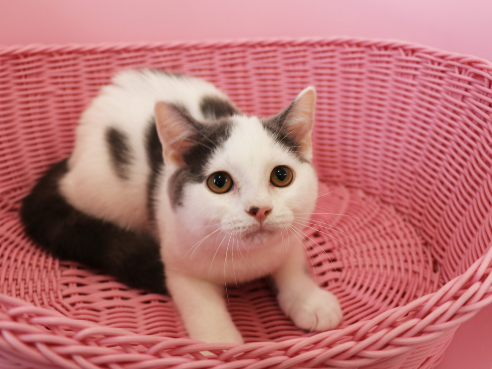 スコティッシュフォールドの子猫画像