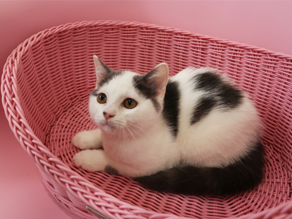 スコティッシュフォールドの子猫画像