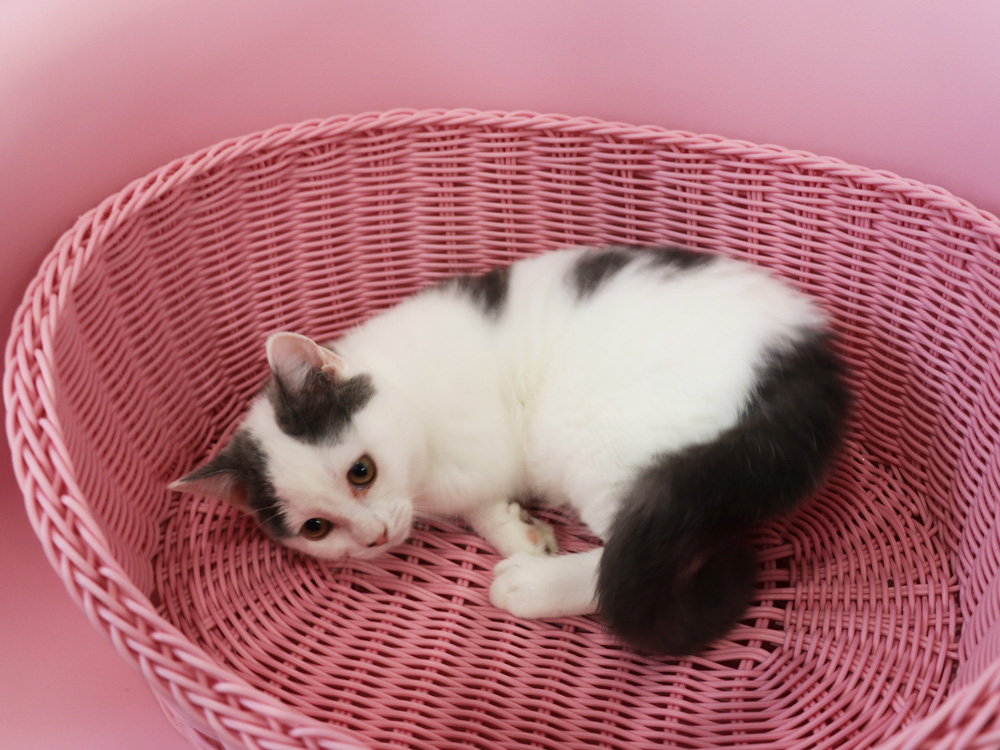 スコティッシュフォールドの子猫画像