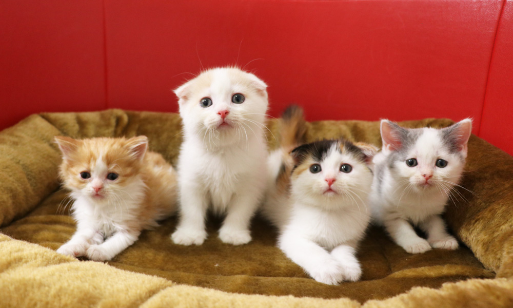 スコティッシュフォールドの子猫画像
